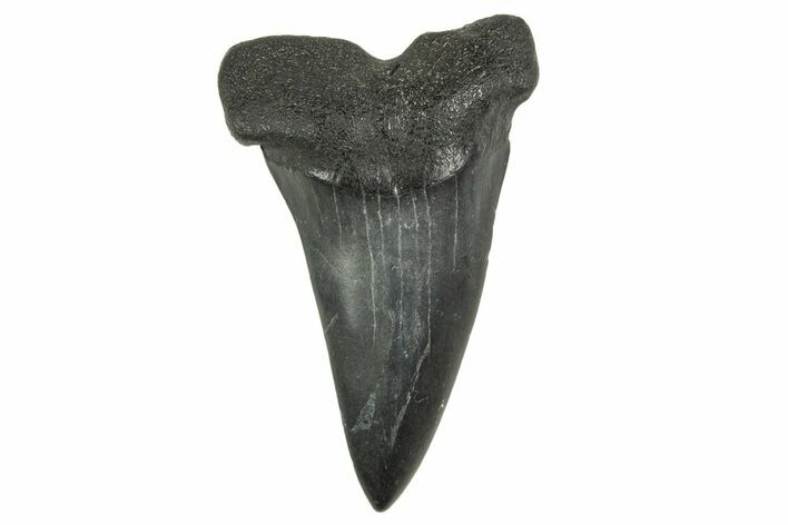 Fossil White Shark Tooth - South Carolina #368627